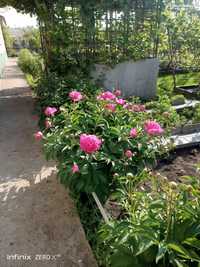 Пионы на срез розовые, поселок Киевс
