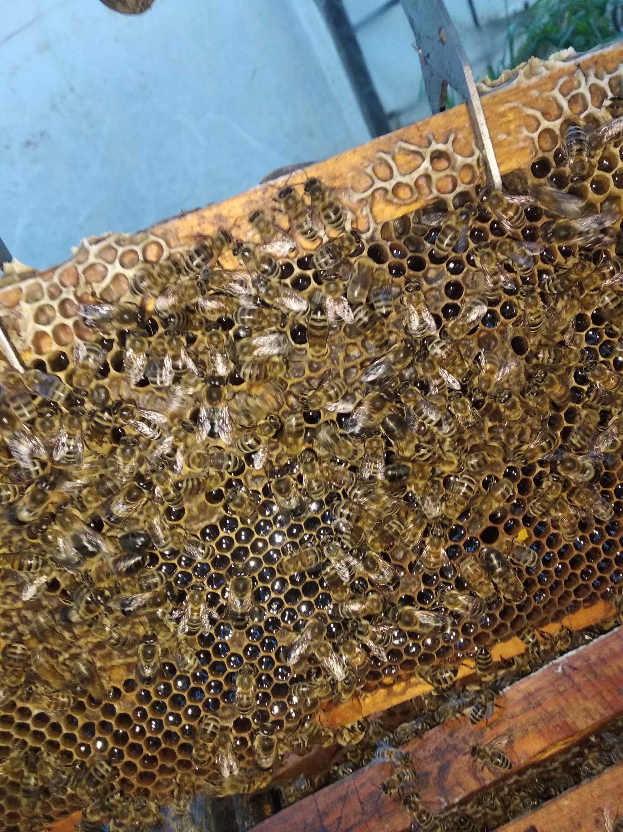 Пчелен мед с пита