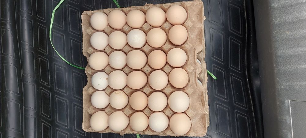 Домашняя яйцо есть по блокам доставки бесплатно