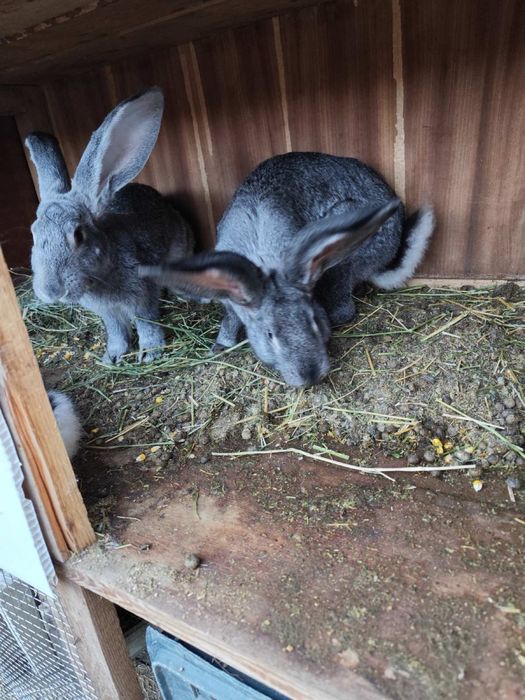 Продавам зайци и заешко месо