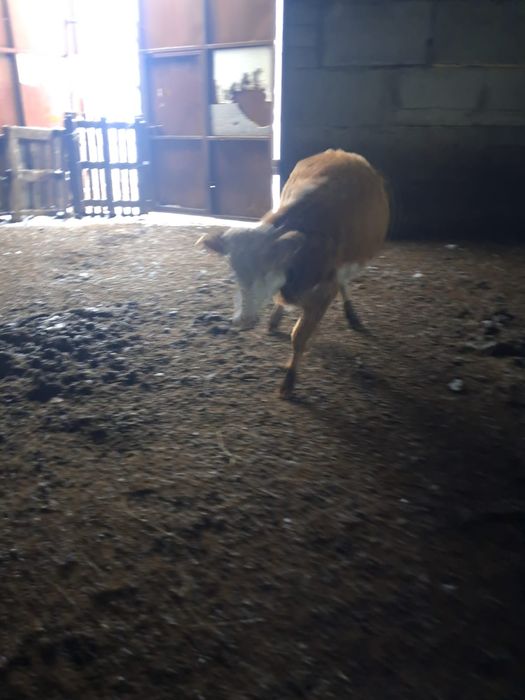 Стелная молодая корова