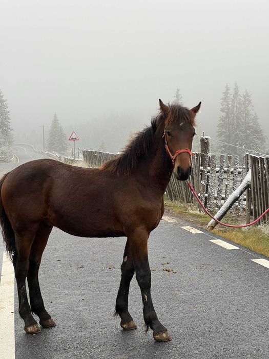 Manz armasar echitație frizian