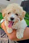 Maltipoo/maltipo toy TRANSPORT gratuit în toată tara