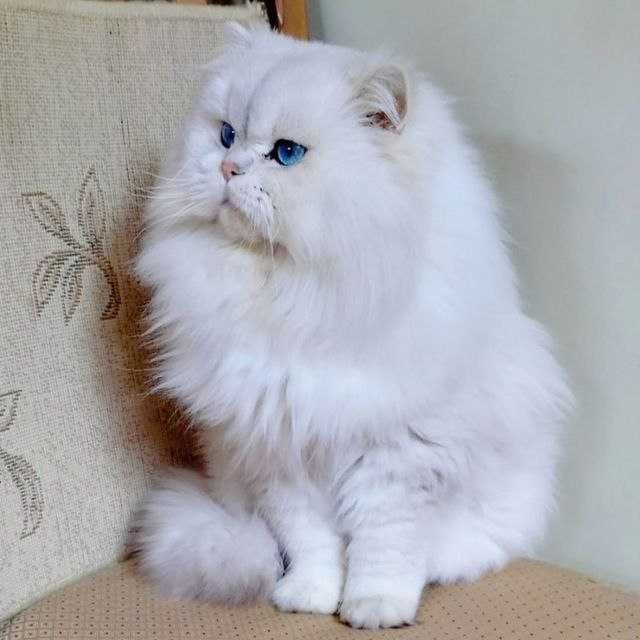 Продаю кота Британскова шеншелла