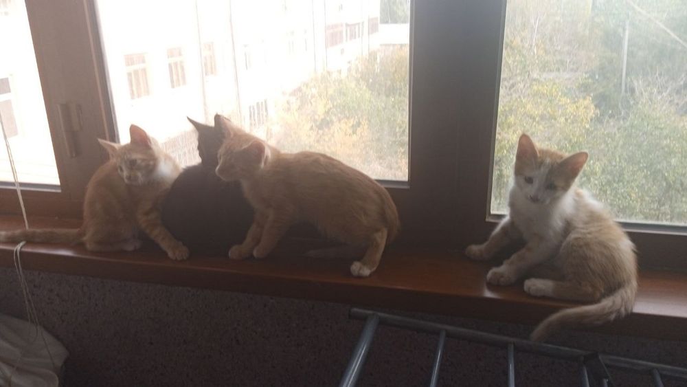 Котята в добрые руки / Мехрибон кулларга мушукчалар