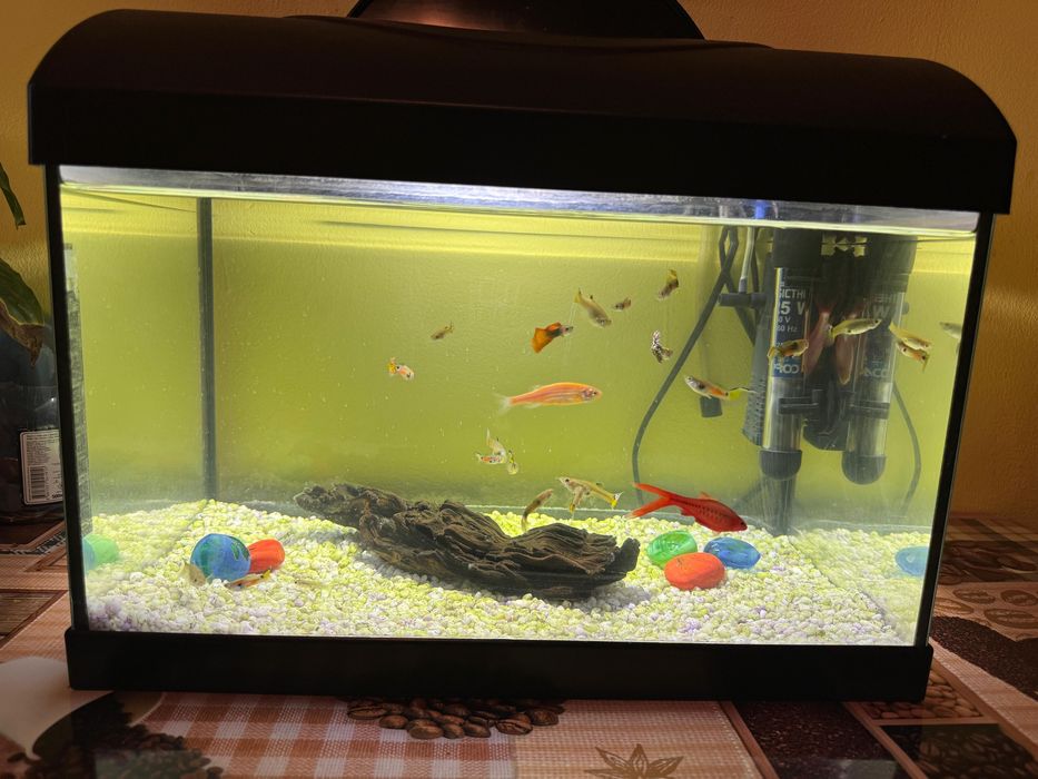 Vand acvariu cu pesti