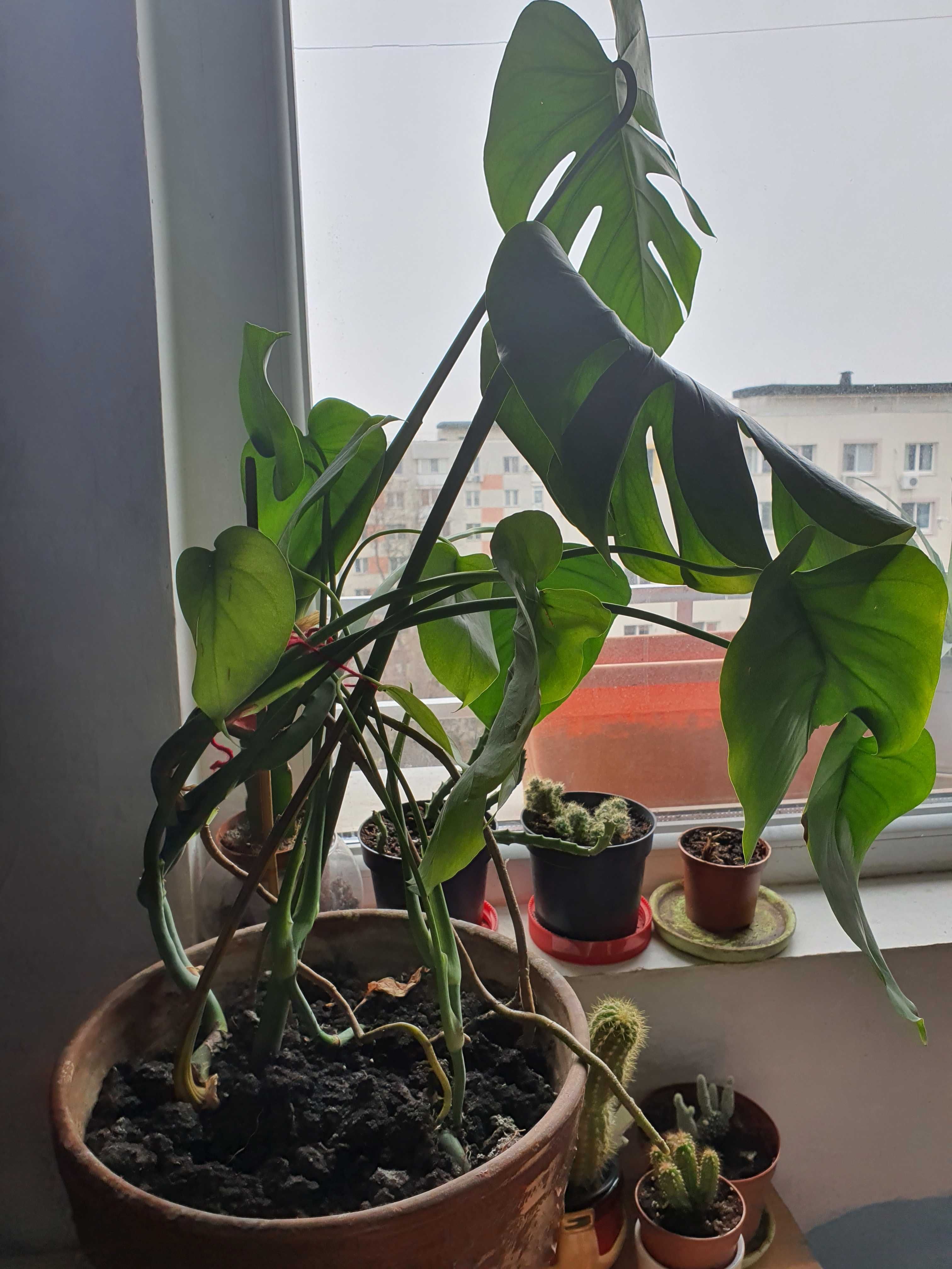 Planta ornamentală cu frunze mari