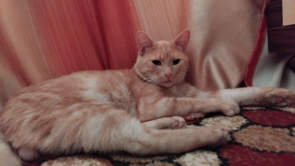 Отдам кота в добрые руки