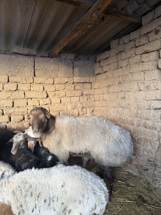 Семіз,құйрықты қошқарлар