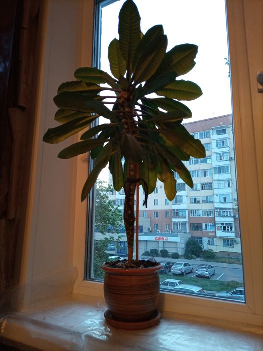 Молочай, комнатное растение.