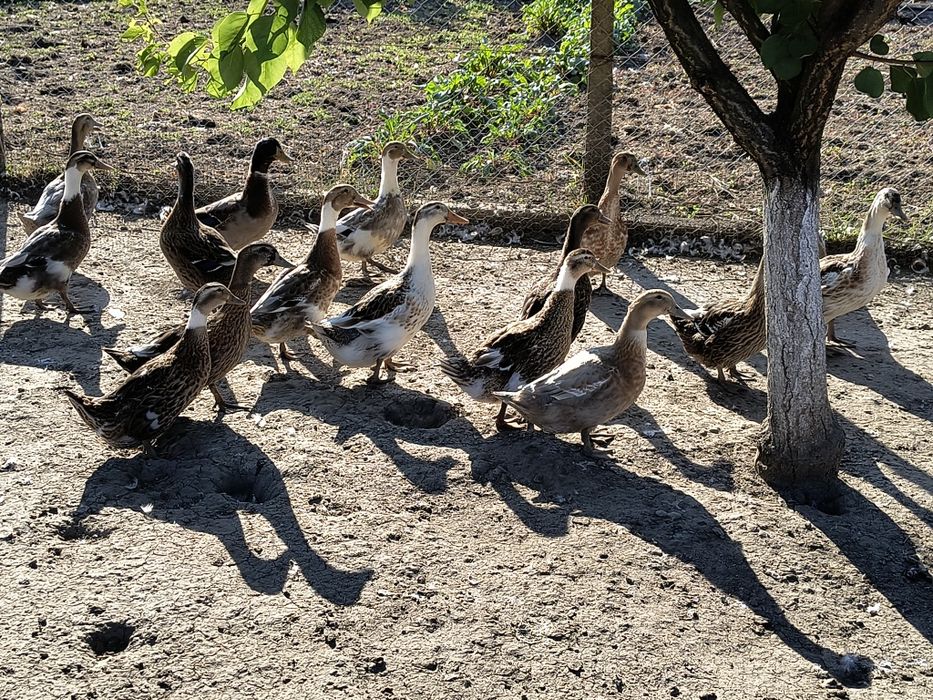 Vând rațe măcănite