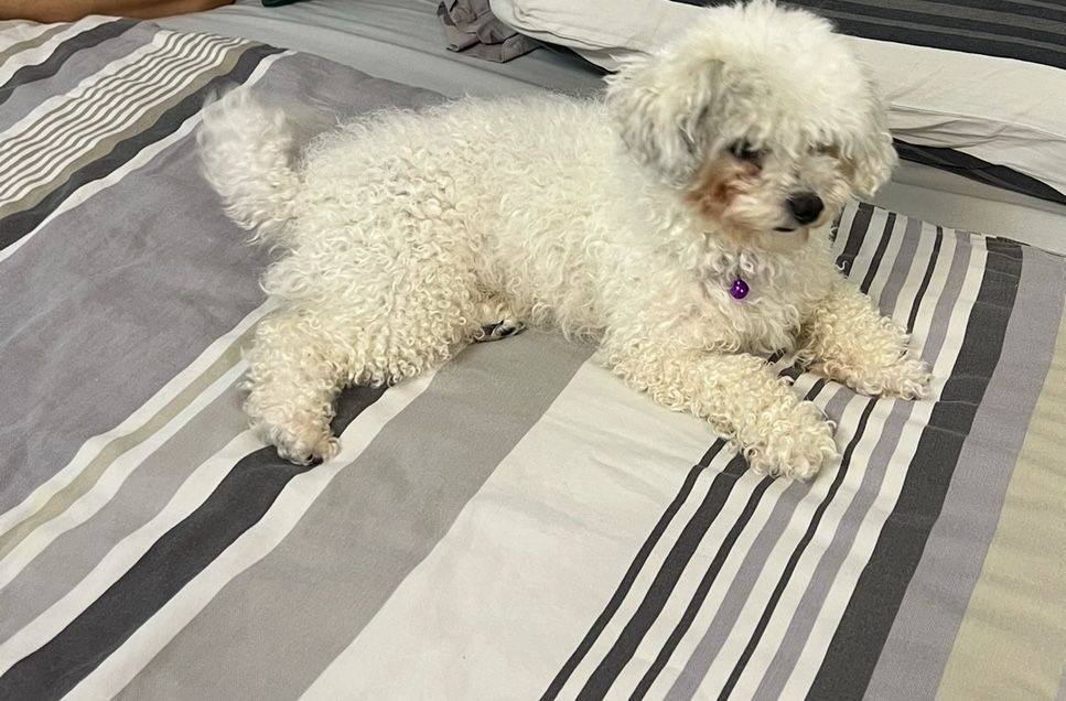 Donez Bichon fetița