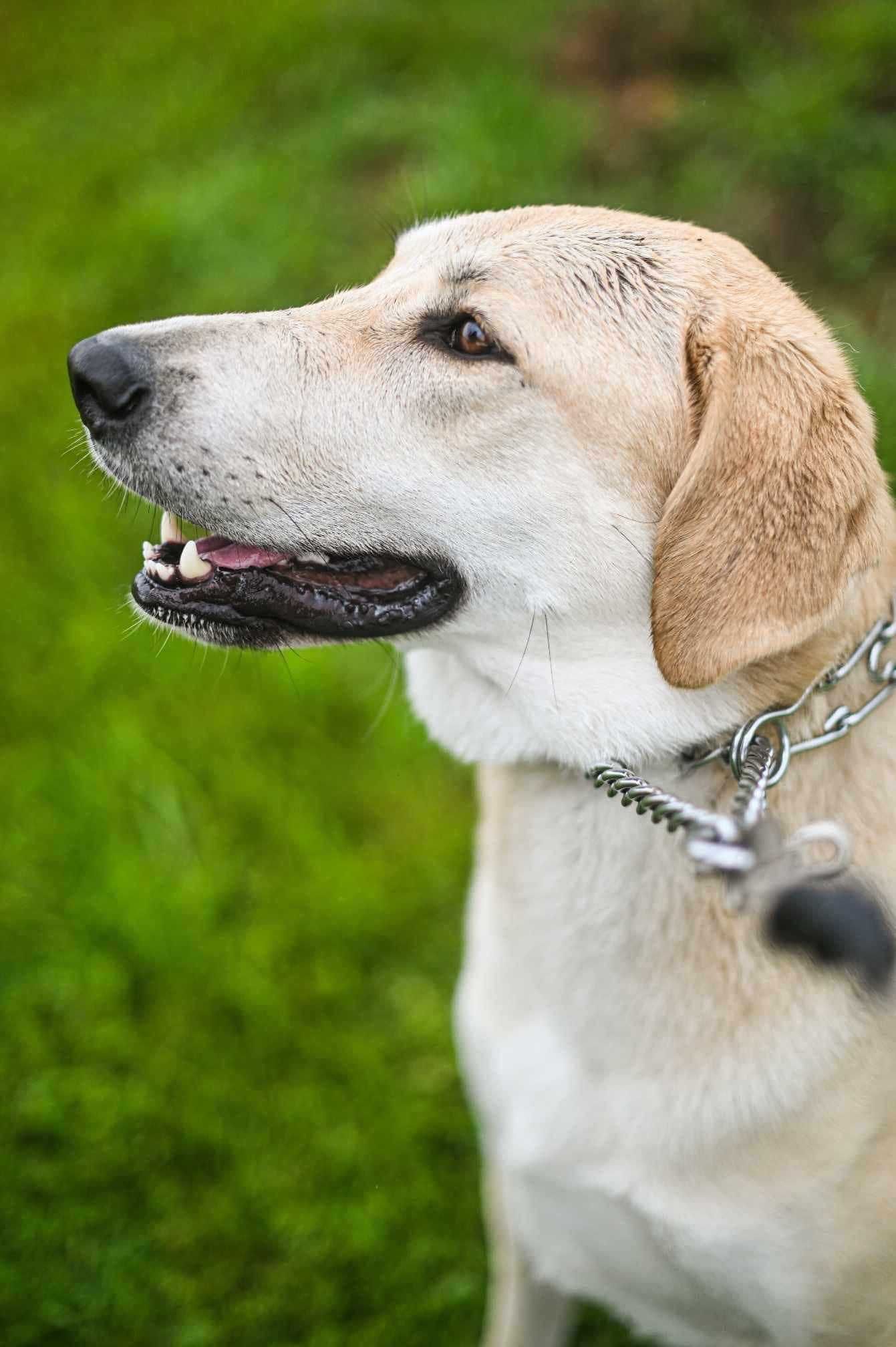 Кучето Грейси търси постоянен дом и стопани / Gracie looking for home