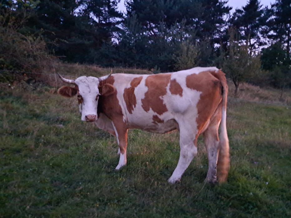 Vacă cu vițea de vînzare