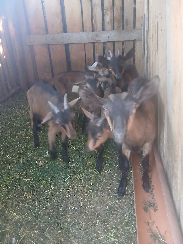 Vând 5 edite și 3 tapisori