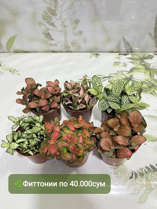 Суккуленты и литопсы