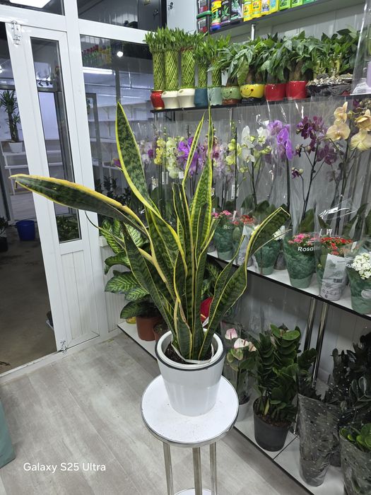 Продается Сансевиерия