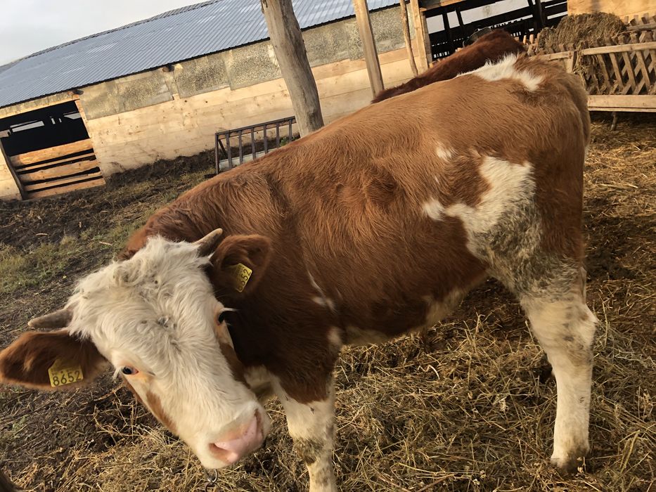 Vand taur carne baltata romnaneasca