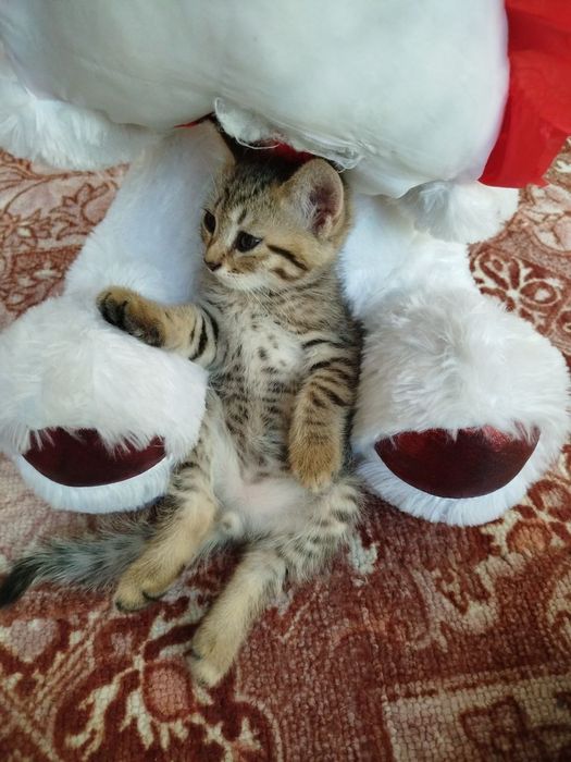 Пародали мушук болари