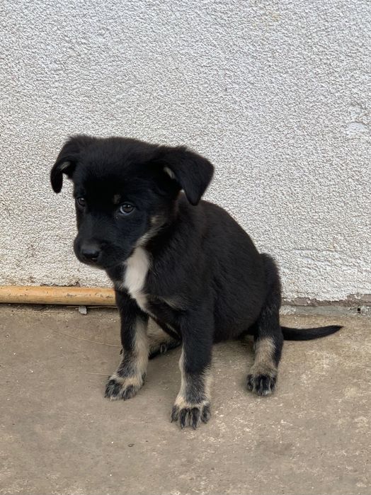Donez pui de câine mix de ciobănesc german, rottweiler şi metiş