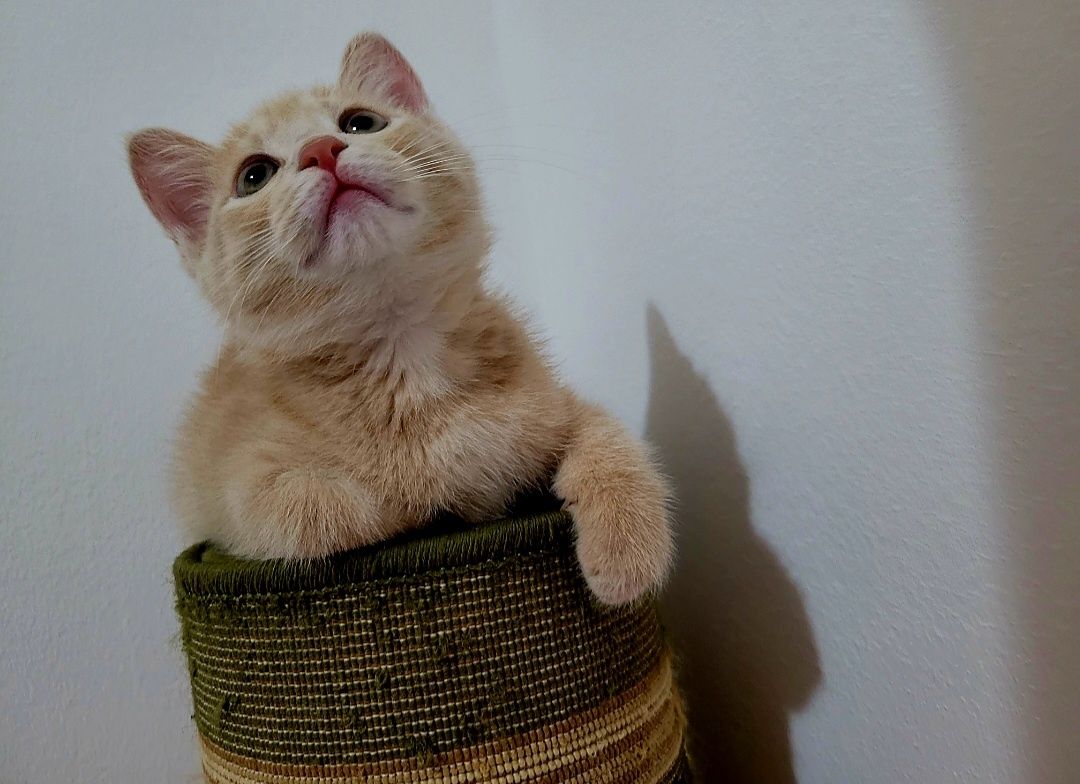 Котята ищут любящую,  заботлевую семью.