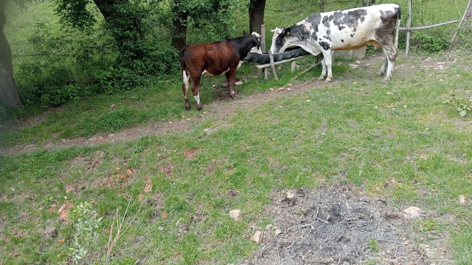 Vând vaci, juninci și viței