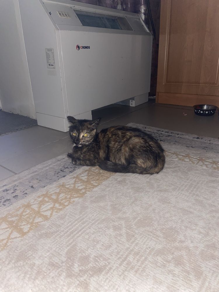 Пристраиваю кошку умную кошку в добрые руки.