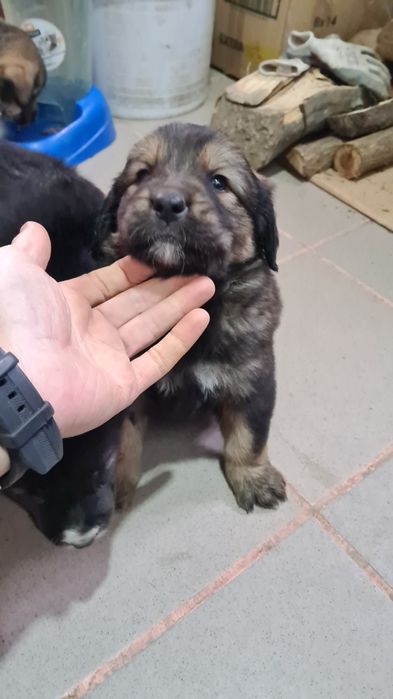 Donez trei cățelușe