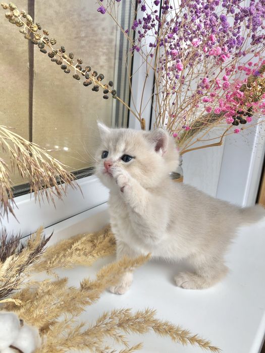 Британские котята шиншиллы голубое золото