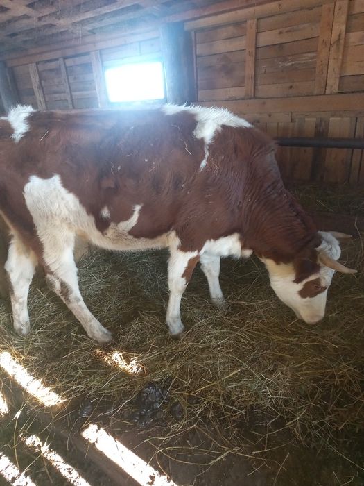 Продаётся корова