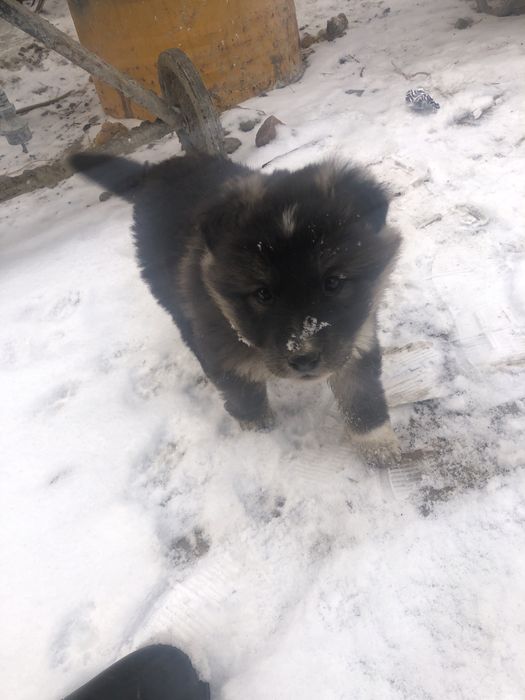Щенок дворняга в добрые руки