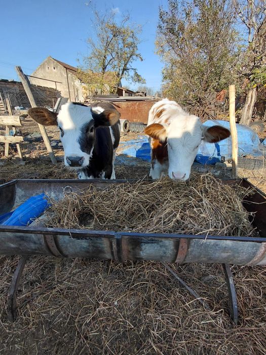 De  vânzare 2 vitele, una belga și una bălțată în vârstă de 4 luni