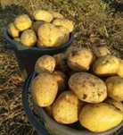 Продам картофель 250 тг/кг