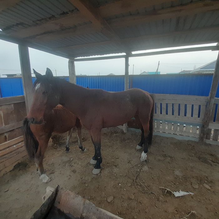 Жылқы, ат, айғыр сату