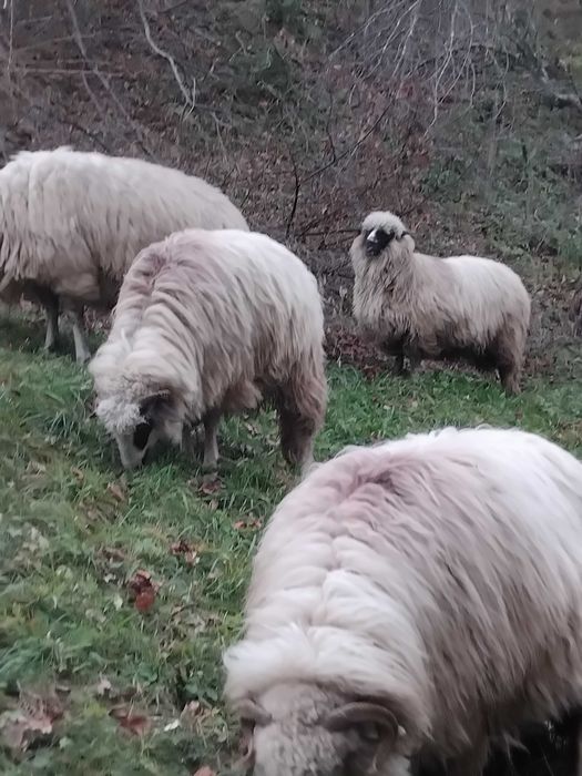 Vand oi bune de tinut