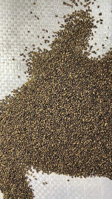 Люцерна, которая приносит результат жонышка тукым семена люцерны