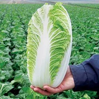 Продам Пекинскую Капусту