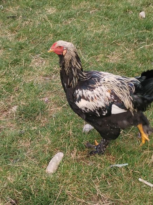 Vând cocoși tineri brahman
