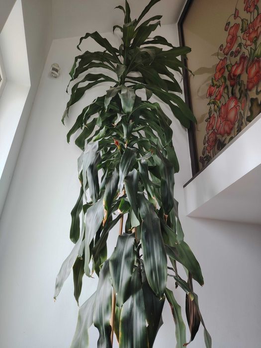Yucca înalt de 4 metri