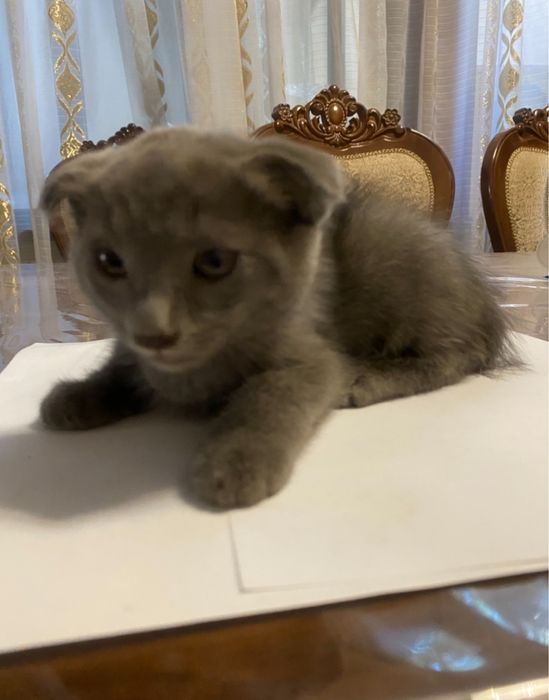 Мушукчаллар нархи хар хил породасига караб