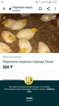 Перепелиные яйца