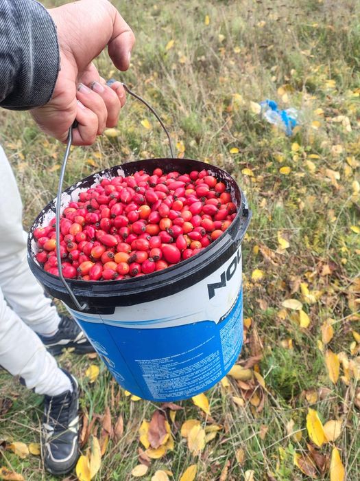 Măceșe proaspăt culese calitate superioară!
Vând măceșe strânse manu