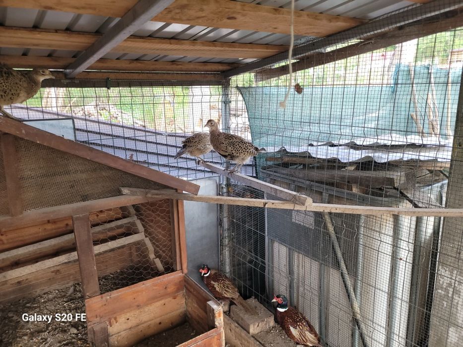 Pasari crescute  natural