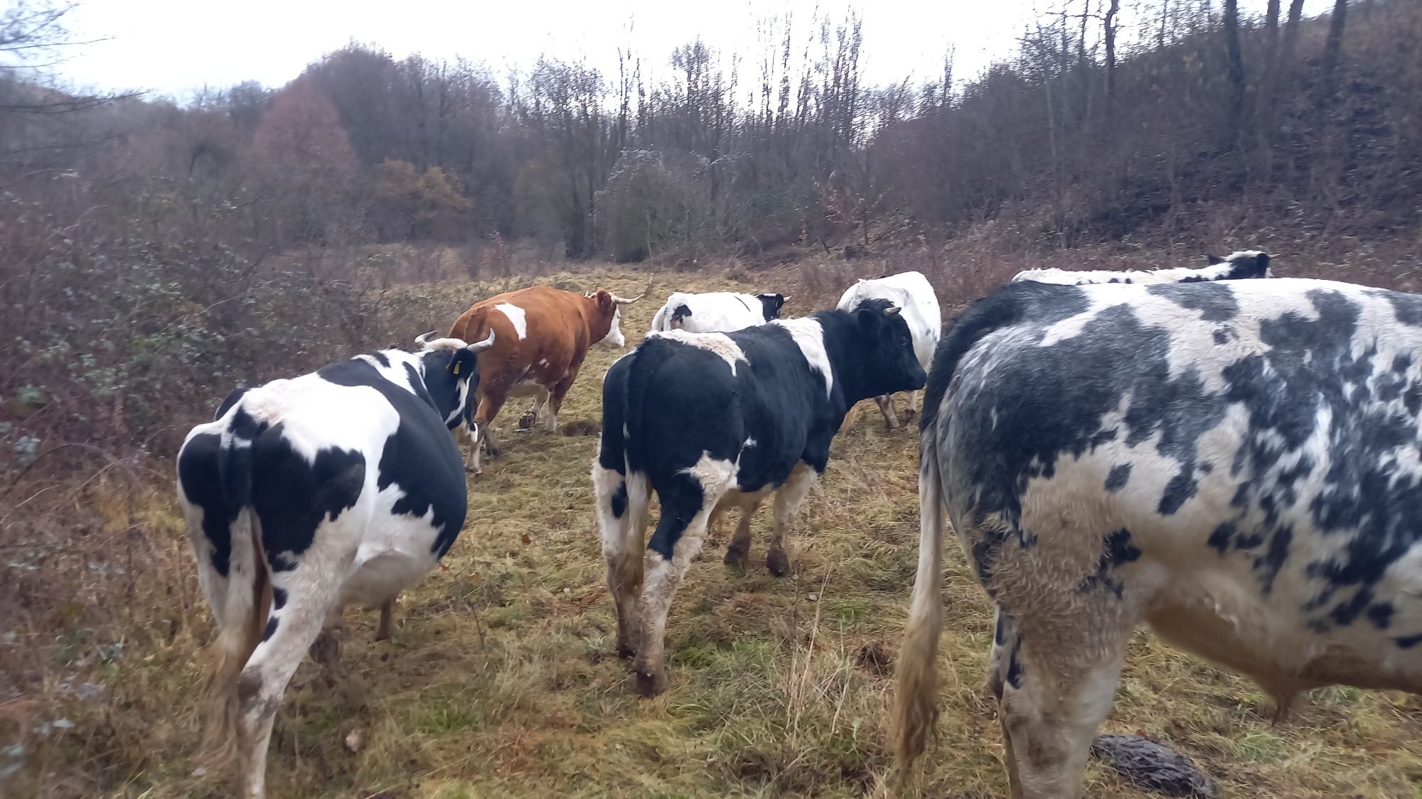 Vand taur  metis belgian