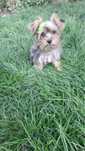 Yorkshire terrier chocolate merle