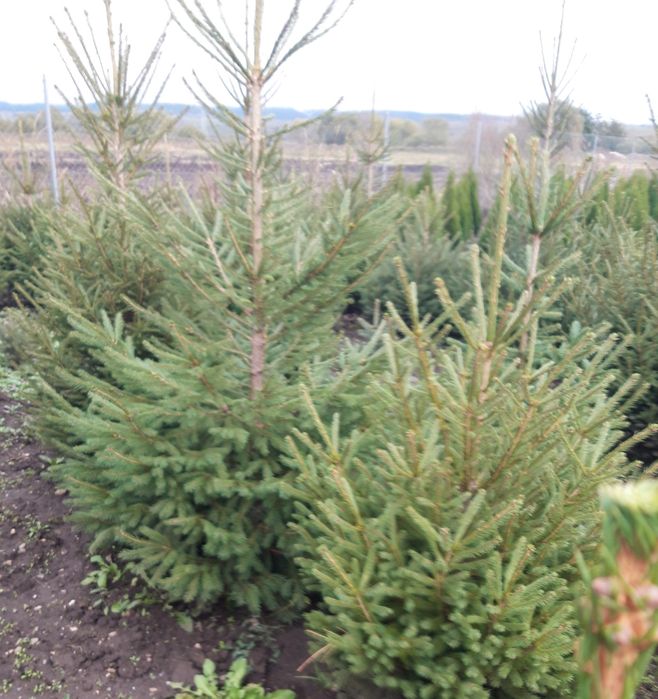 Brad verde(Picea Abies)