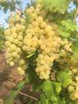 Struguri de vin la pret de producator, transport gratuit la domiciliu