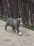 American Staffordshire Terrier (AmStaff