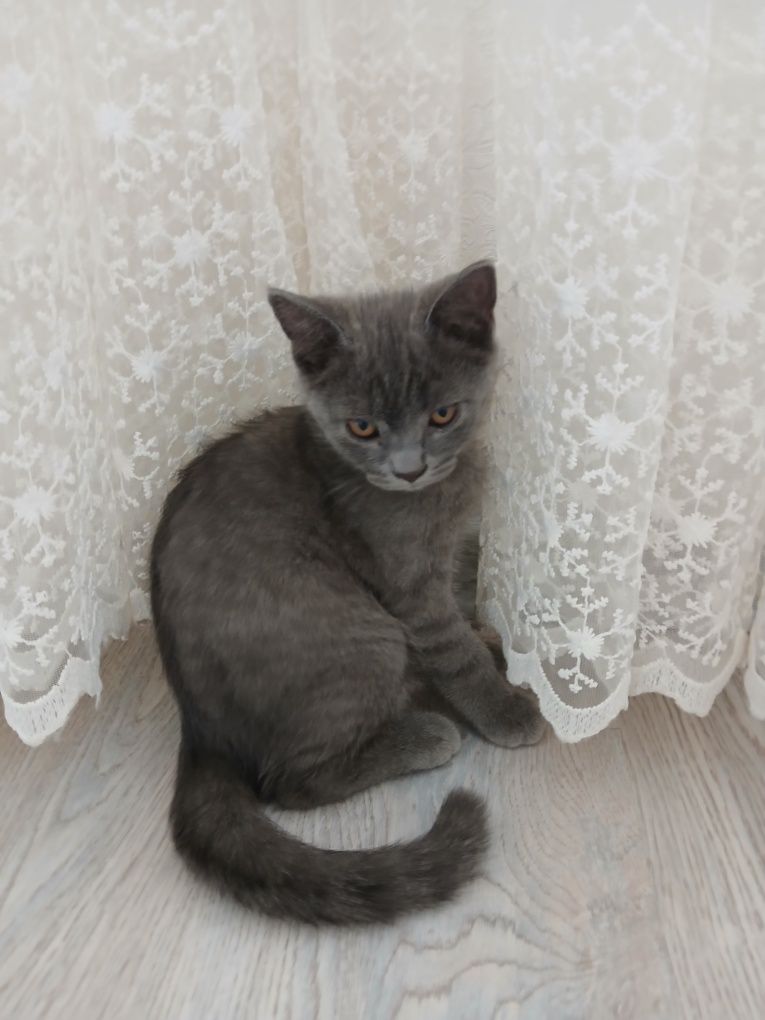 Продаётся  котёнок Скоттиш страйт