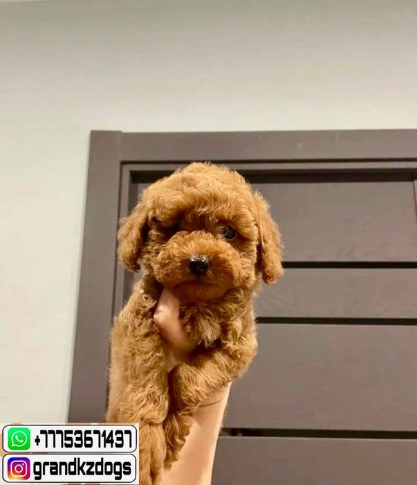 Той пудель не предаст